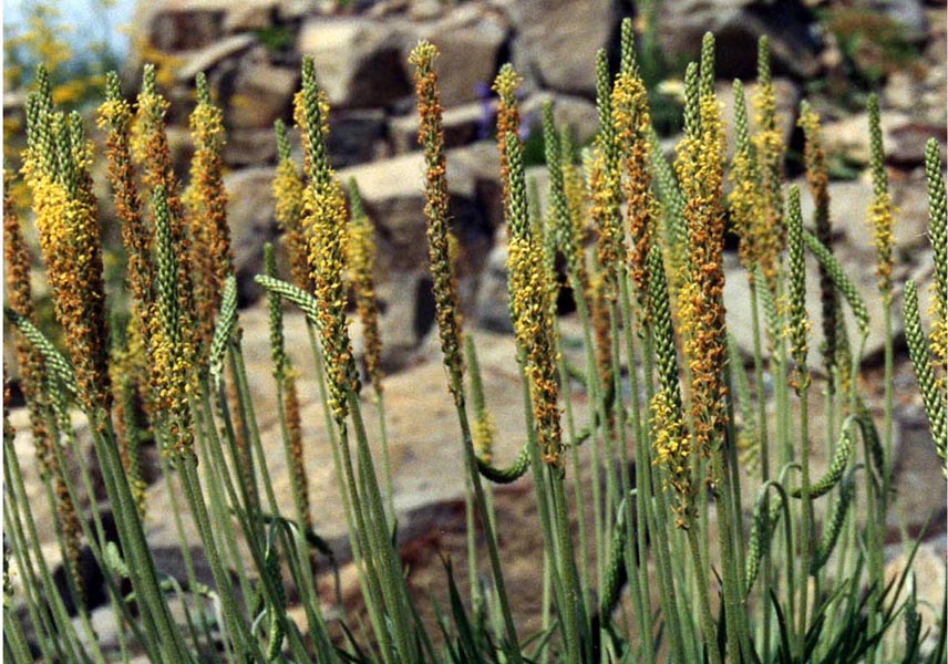 Plantago maritima photo